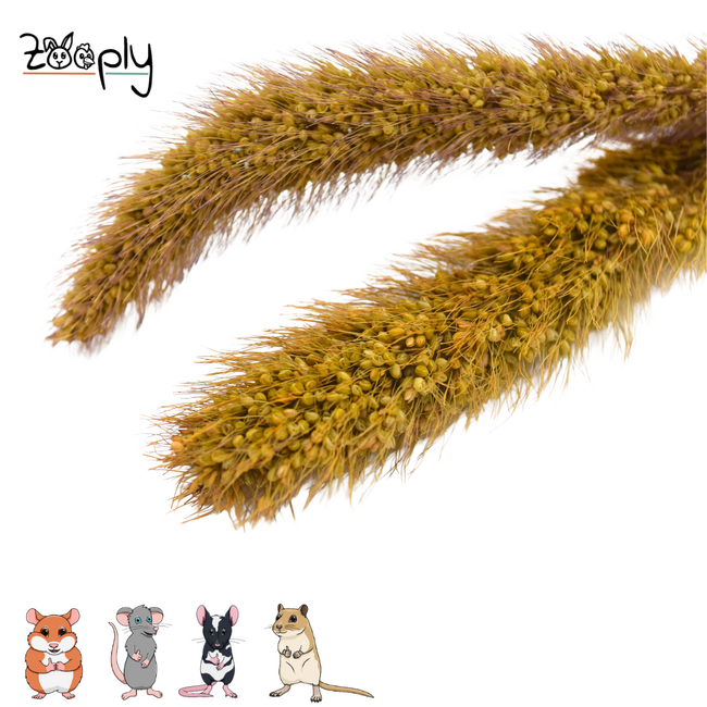 Zooply Meadow Foxtail Grass – dried flowers and grasses for hamsters and other rodents – 70 grams