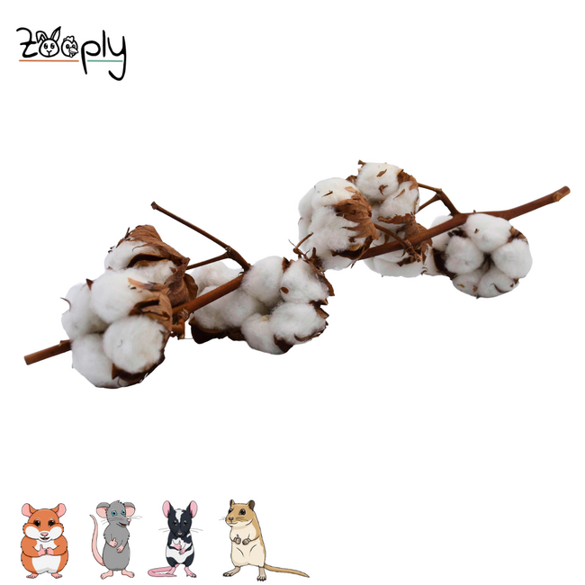 Zooply Katoenbollen op tak - Droogbloemen voor hamsters en andere knaagdieren - 80 gram