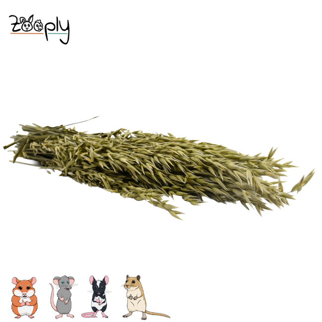 Zooply oats – dried flowers and grasses for hamsters and other rodents – 100 grams