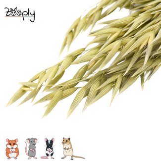 Zooply Oats – 100 grams