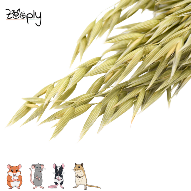 Zooply Haver - Droogbloemen voor hamsters en andere knaagdieren - 100 gram