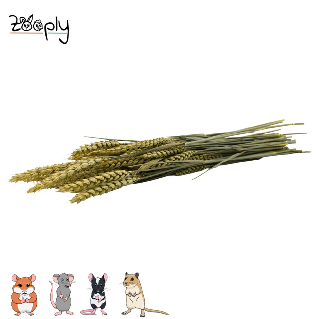 Zooply Tarwe - Droogbloemen voor hamsters en andere knaagdieren - 100 gram