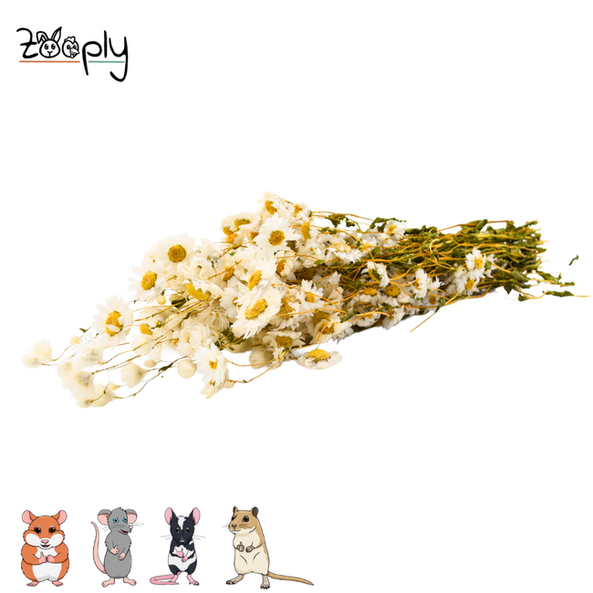 Zooply Daisy White – dried flowers and grasses for hamsters and other rodents – 70 grams