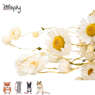 Zooply Daisy – White – 70 grams