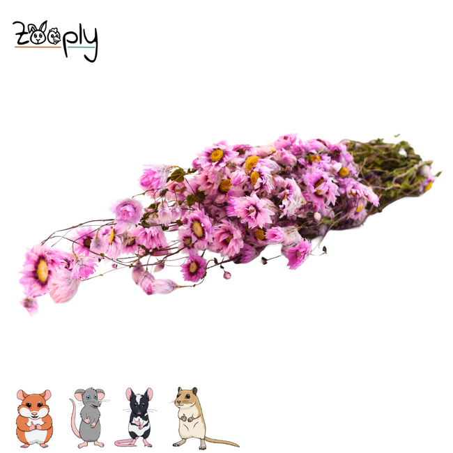 Zooply madeliefje roze – gedroogde bloemen en grassen voor hamsters en andere knaagdieren – 70 gram