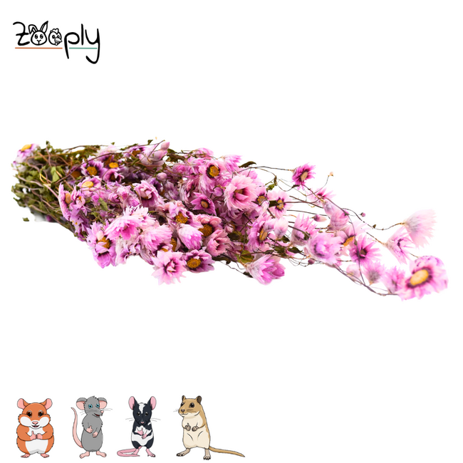 Zooply pink daisy – dried flowers and grasses for hamsters and other rodents – 70 grams