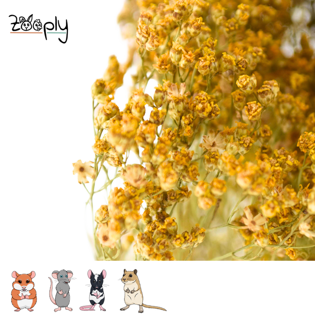 Zooply Brembloesem - Droogbloemen voor hamsters en andere knaagdieren - 70 gram