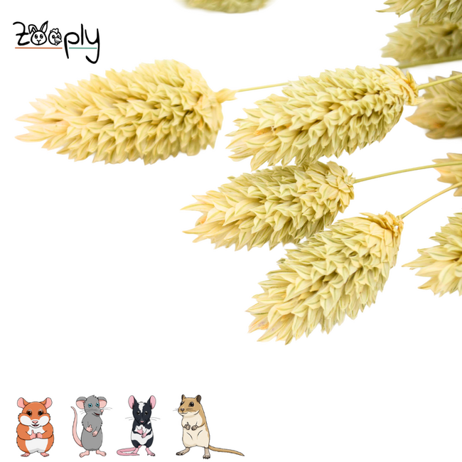Zooply Kanariegras - Droogbloemen voor hamsters en andere knaagdieren - 100 gram