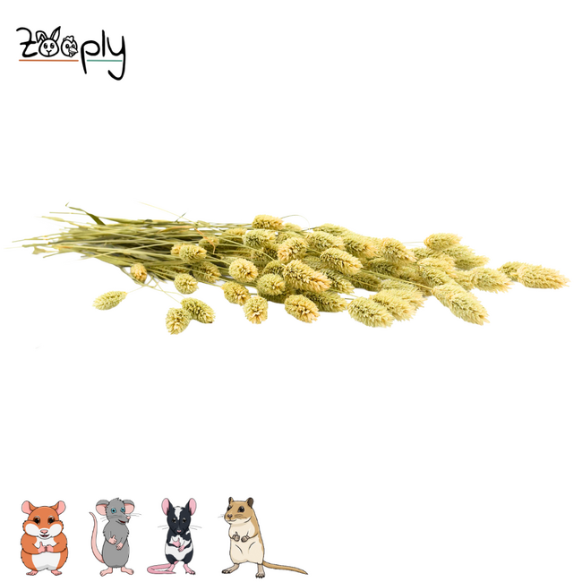 Zooply Kanariegras – Gedroogde bloemen en grassen voor hamsters en andere knaagdieren - 100 gram
