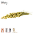 Zooply Canary Grass – Dried flowers and grasses for hamsters and other rodents - 100 grams