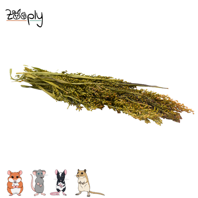 Zooply millet grass – dried flowers and grasses for hamsters and other rodents – 100 grams