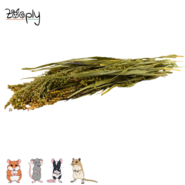 Zooply gierstgras – gedroogde bloemen en grassen voor hamsters en andere knaagdieren – 100 gram