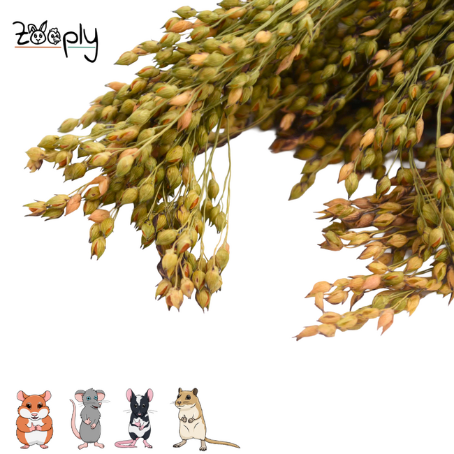 Zooply Millet Grass - Dried Flowers for Hamsters and Other Rodents - 100 grams