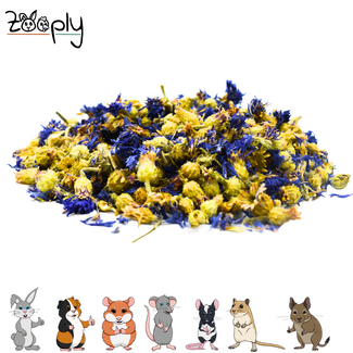 Zooply Blue cornflower