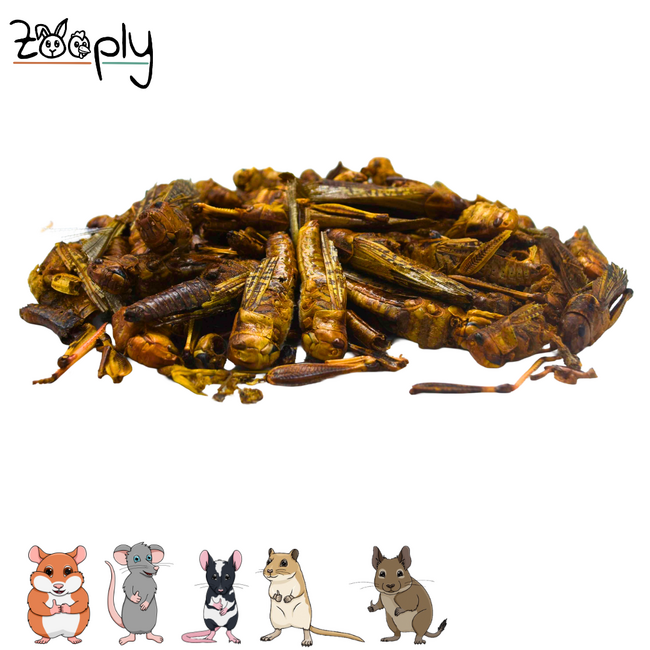Zooply Grasshoppers for Hamster, Rat, Gerbil, Mouse and Degu - Natural Snack - 50 grams