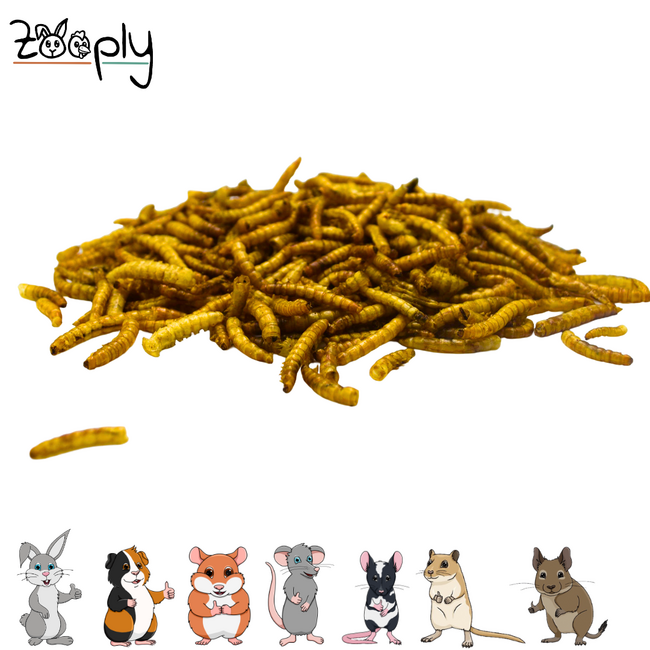 Zooply Mealworms for Hamster, Rat, Gerbil, Mouse and Degu - Natural Snack - 80 grams