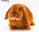 Gedroogde bladeren voor konijnen en cavia’s: wat zijn de voordelen en hoe voer je ze?