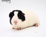 Gedroogde bladeren voor konijnen en cavia’s: wat zijn de voordelen en hoe voer je ze?