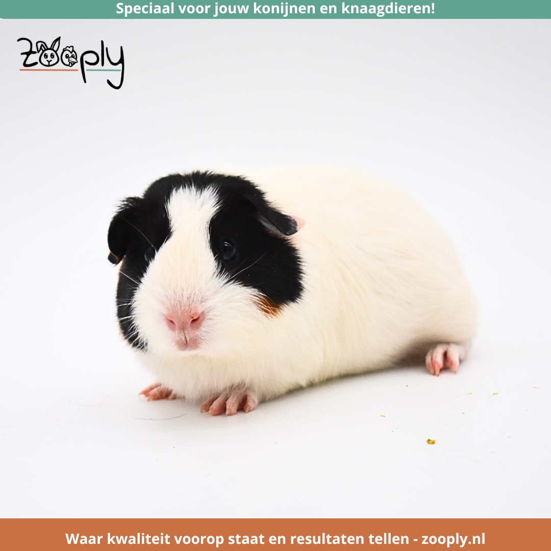 Gedroogde bladeren voor konijnen en cavia’s: wat zijn de voordelen en hoe voer je ze?
