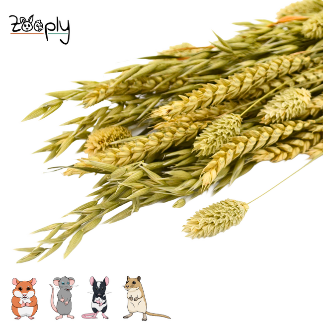 Zooply Weidegras Boeket - Decoratief boeket van gedroogde bloemen en grassen voor hamsters, gerbils, muizen en ratten - 100 gram