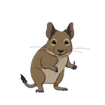 Degus