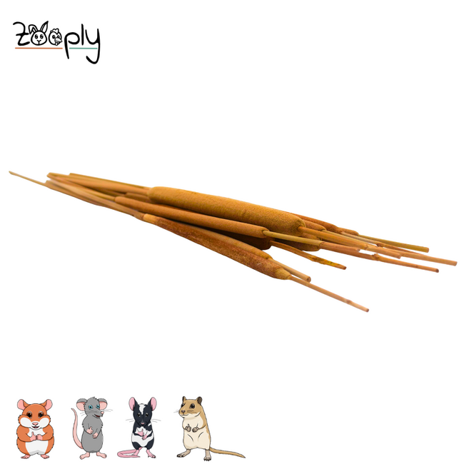 Zooply Rietsigaar - Droogbloemen voor hamsters en andere knaagdieren - 10 stuks