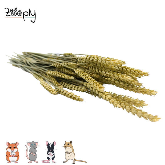 Zooply Tarwe - Droogbloemen voor hamsters en andere knaagdieren - 100 gram