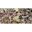 Zooply Brede Weegbree - Gedroogd(e) blad voor konijnen, cavia's en knaagdieren - 300 gram