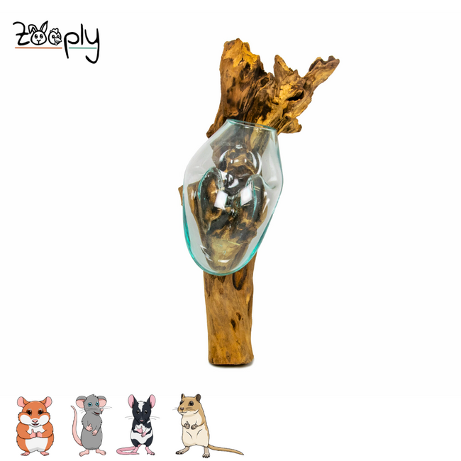 Gigan Garden & Deco Graafbak/Zandbad op Gamal Stam - Decoratieve glazen graafbak voor knaagdieren - 20 cm