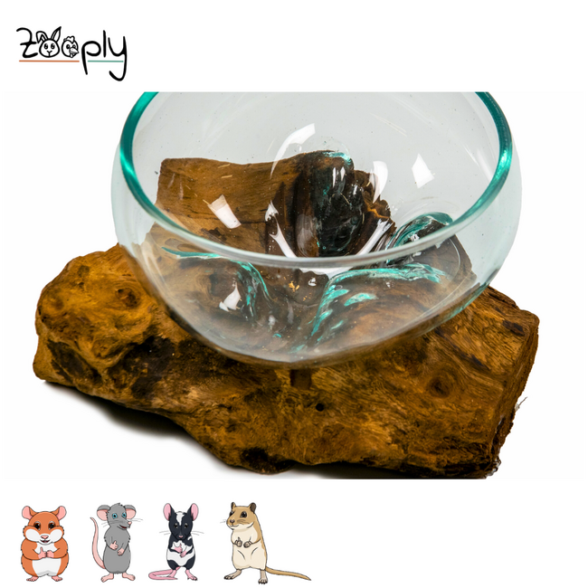 Gigan Garden & Deco Voerbak/Zandbad op Gamal Wortel - Decoratieve glazen bak voor knaagdieren - 15 cm