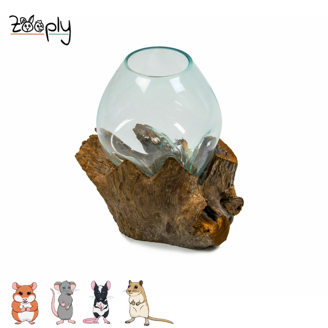 Gigan Garden & Deco Graafbak/Zandbad op Gamal Wortel - Decoratieve glazen graafbak voor knaagdieren - 20 cm