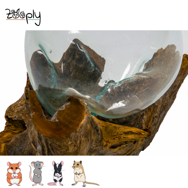 Gigan Garden & Deco Graafbak/Zandbad op Gamal Wortel - Decoratieve glazen graafbak voor knaagdieren - 20 cm