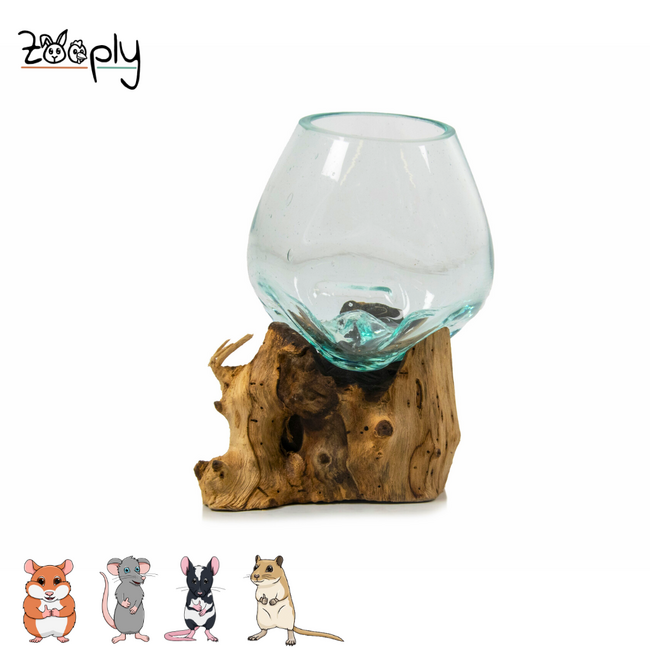 Gigan Garden & Deco Graafbak/Zandbad op Gamal Wortel - Decoratieve glazen graafbak voor knaagdieren - 12 cm