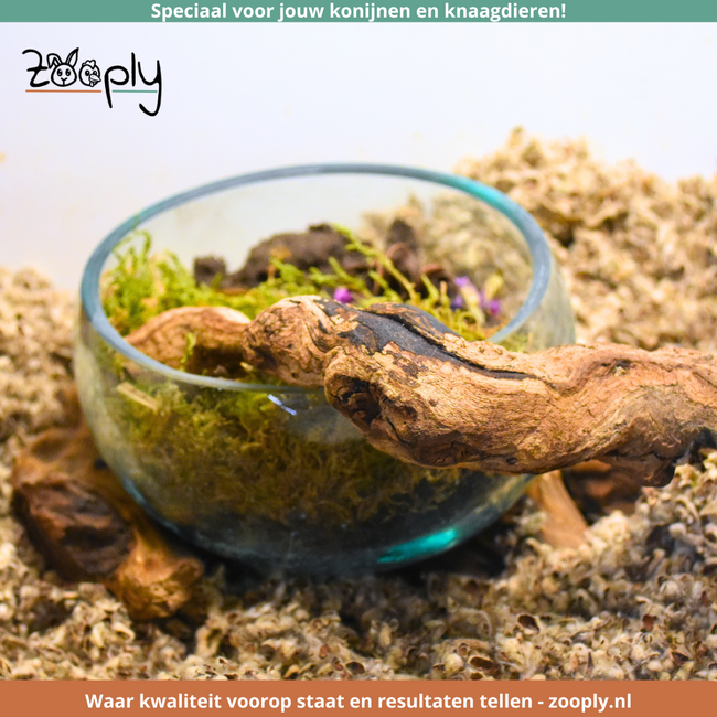 Gigan Garden & Deco Voerbak/Zandbad op Gamal Wortel - Decoratieve glazen bak voor knaagdieren - 15 cm