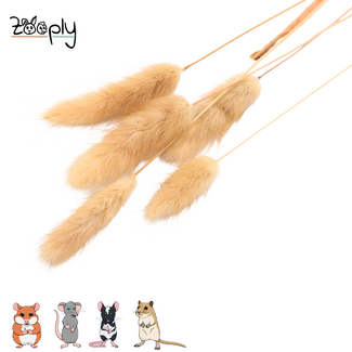 Zooply Hare's Tail Grass - 70 grams