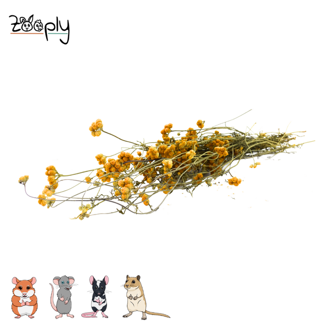 Zooply Yellow Ageratum - Dried Flowers for Hamsters and Other Rodents - 70 grams