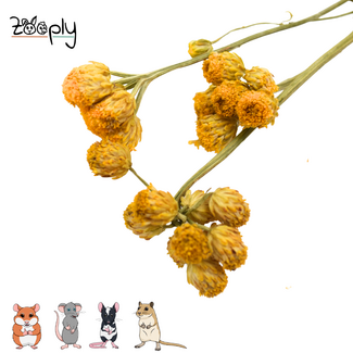 Zooply Yellow Ageratum - 70 grams