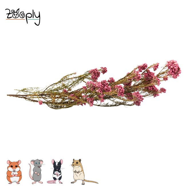 Zooply Duizendblad - Gedroogde bloemen en grassen voor hamsters en andere knaagdieren - 70 gram