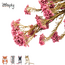 Zooply Duizendblad - Gedroogde bloemen en grassen voor hamsters en andere knaagdieren - 70 gram