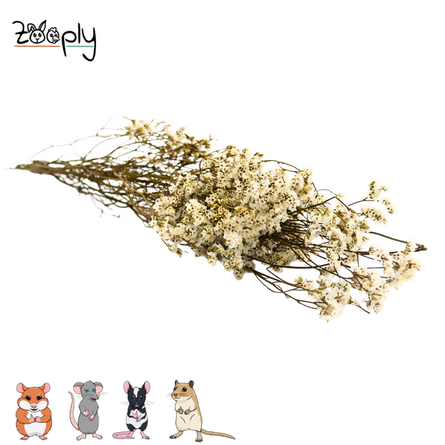 Zooply Lamsoor Wit - Droogbloemen voor hamsters en andere knaagdieren - 70 gram