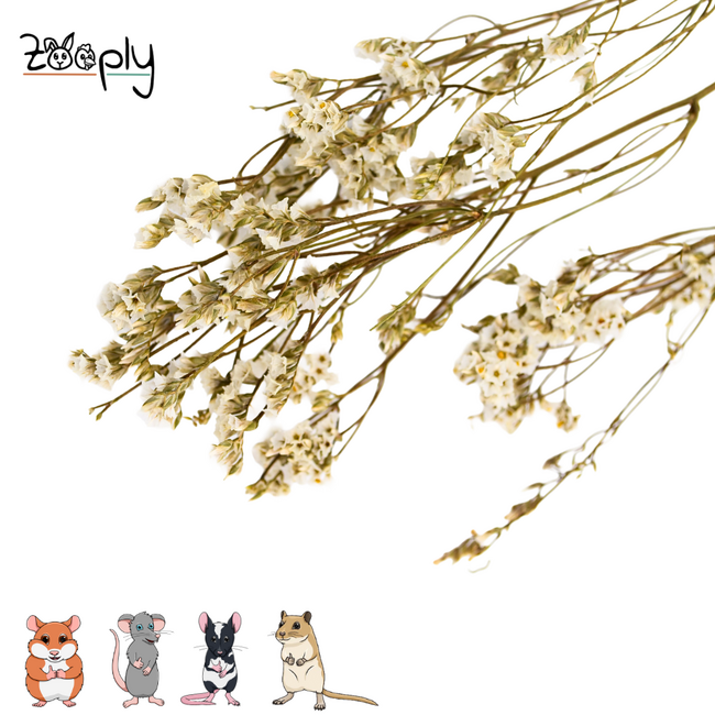 Zooply Lamsoor Wit - Droogbloemen voor hamsters en andere knaagdieren - 70 gram