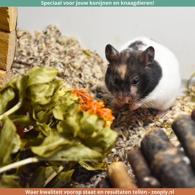 Zooply Muurbloem - Droogbloemen voor hamsters en andere knaagdieren - 70 gram