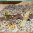 Rieten stokjes voor hamsters en andere knaagdieren - Perfect voor een Scaping - 4 stuks
