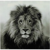 Schilderij Leeuw Wild life L - Luxe Glaskunst
