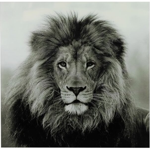 Countryfield Schilderij Leeuw Wild life L - Luxe Glaskunst