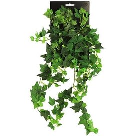 Hedera groen