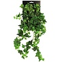 Hedera groen