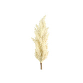 Astilbe crème