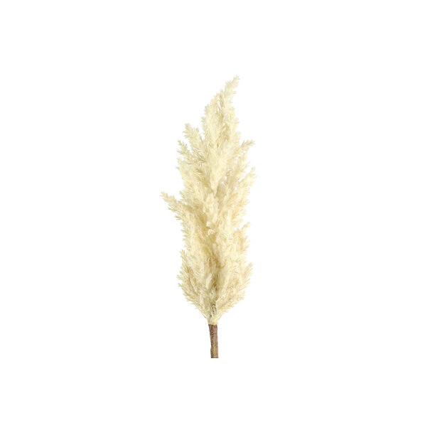 Countryfield Astilbe crème