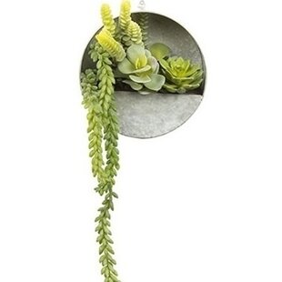 Senecio groen met hangbakje